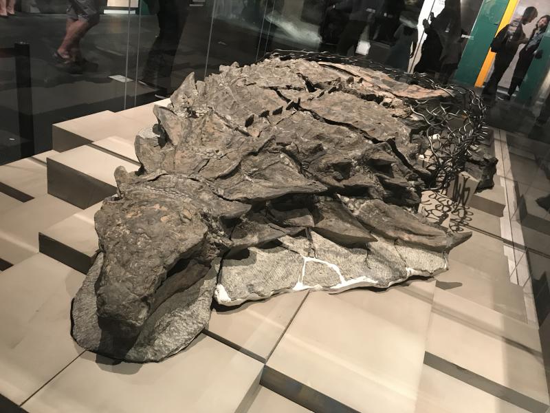 Image: Dinosaur fossil